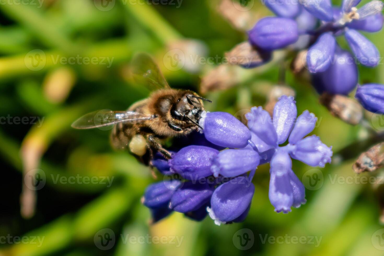 Biene Sammeln Pollen auf ein Traube Hyazinthe im ein Garten beim Frühling, Muscari armeniacum foto