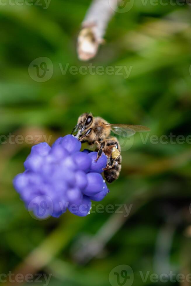 Biene Sammeln Pollen auf ein Traube Hyazinthe im ein Garten beim Frühling, Muscari armeniacum foto