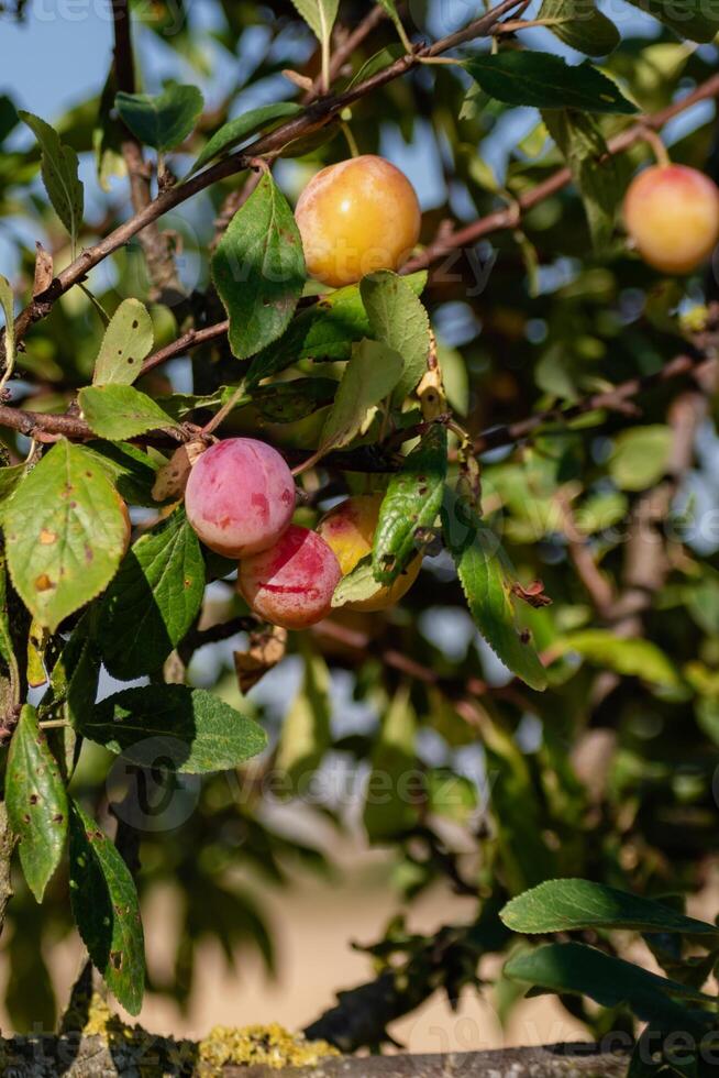 Mirabelle Pflaumen im ein Obstgarten, Lorraine Gelb Gold, Metz, Nancy, Prunus domestica foto