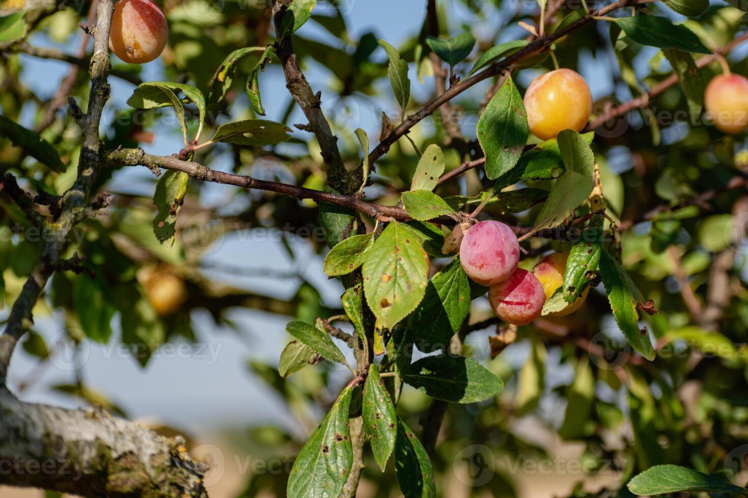 Mirabelle Pflaumen im ein Obstgarten, Lorraine Gelb Gold, Metz, Nancy, Prunus domestica foto