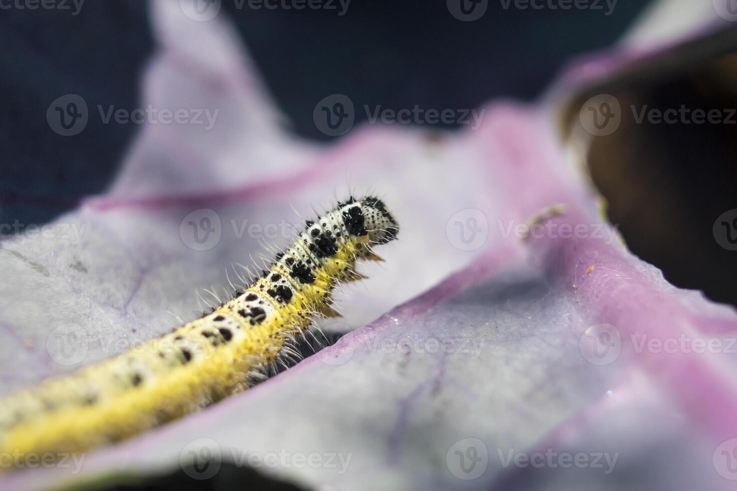 schließen oben von Kohl Weiß Raupe ziehen um auf ein rot Kohl Blatt. Pieris Brassicae foto