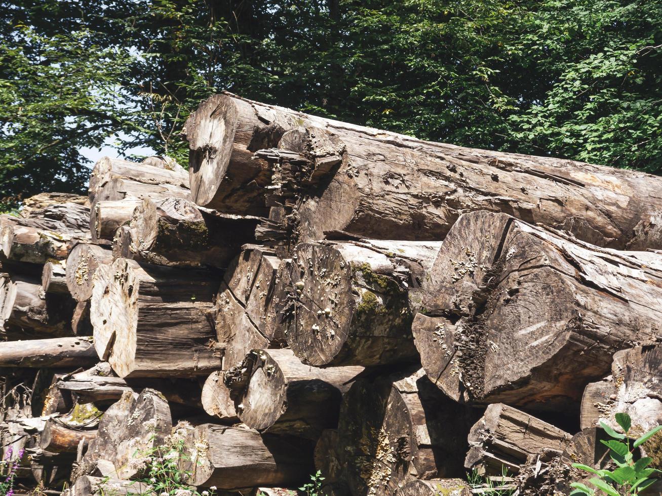 Protokolle im Wald. Sotschi, Russland foto