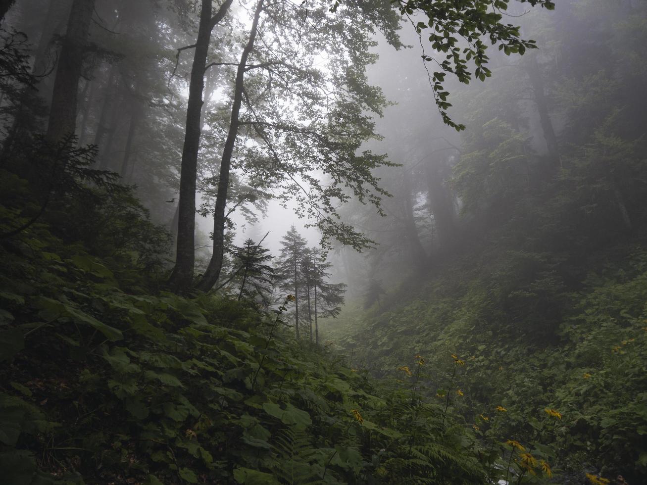 schöner Wald des Kaukasus im Nebel. Russland foto