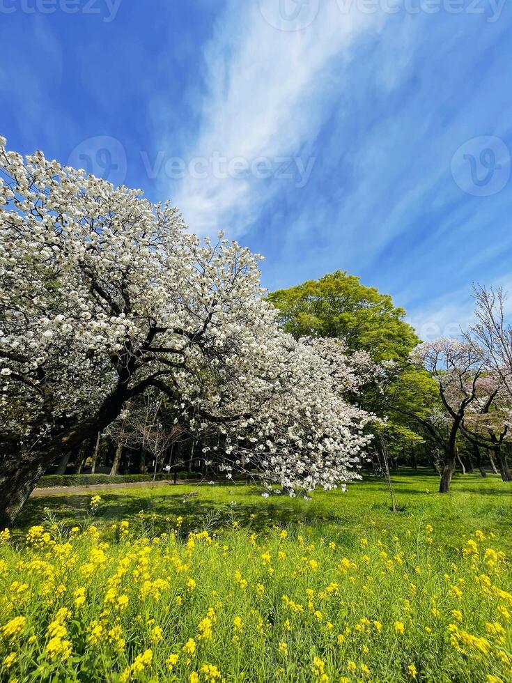 japanisch Kirsche Blüten im voll blühen auf ein frisch Grün Rasen im Frühling Jahreszeit Vertikale foto