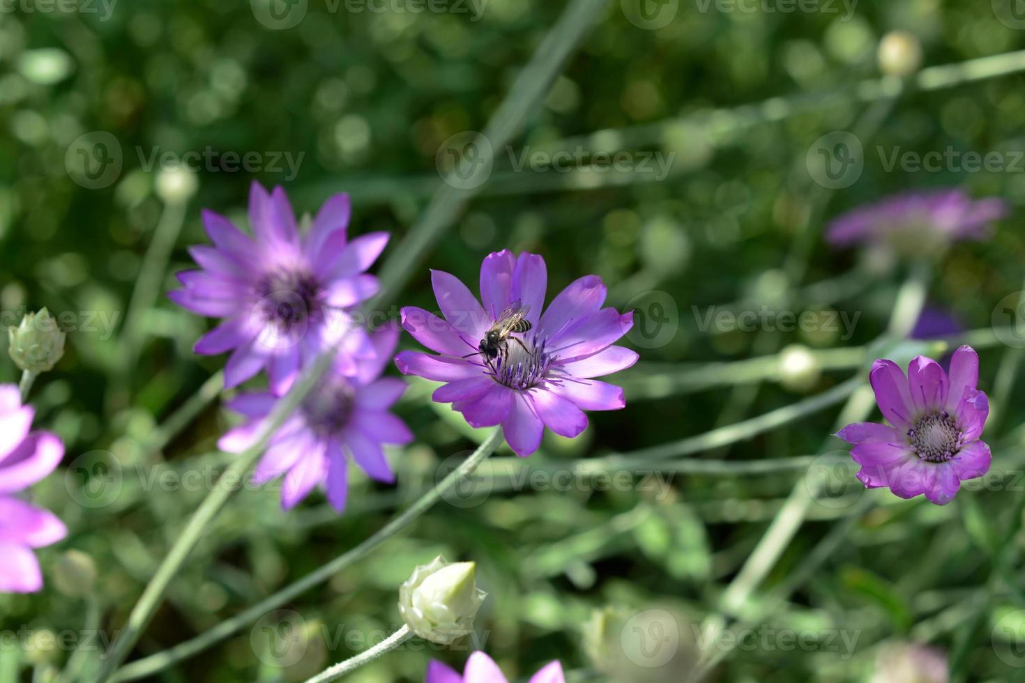 lila Blume der ewigen oder Immortelle, Xeranthemum annuum, Makro, selektiver Fokus foto