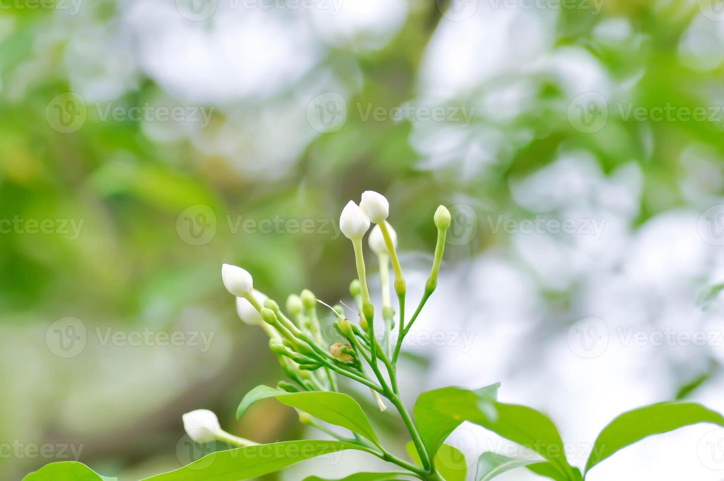 Gardenie Jasmin oder Jasmin foto