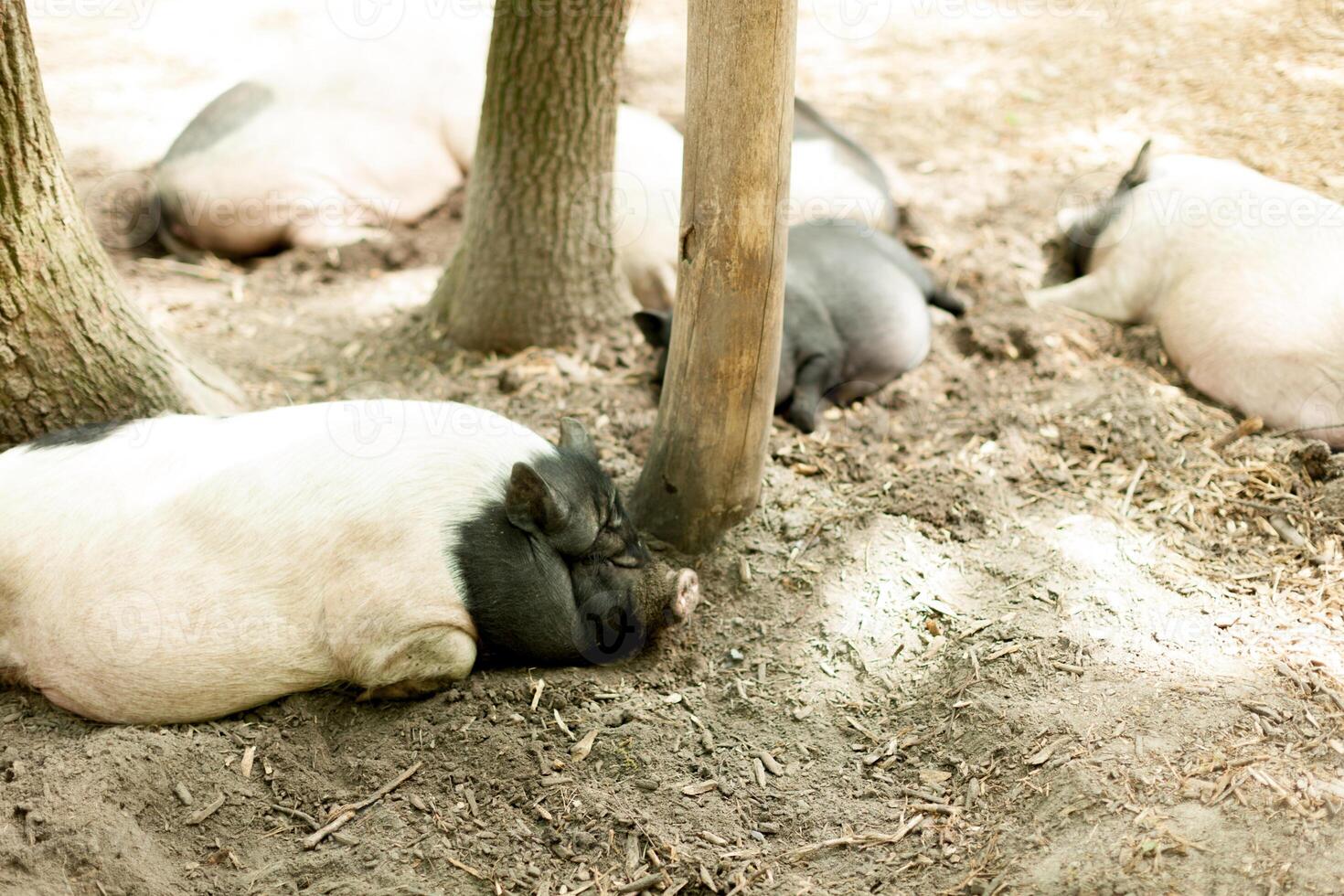 Schweine auf das Bauernhof. glücklich Schweine auf Schwein Bauernhof ruhen unter Sonnenlicht foto