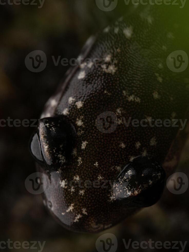 Western schleimig Salamander, plethodon Abonnieren foto