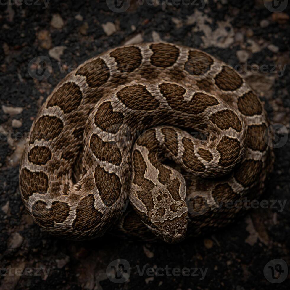 Western massasauga, Sistruus katenatus foto