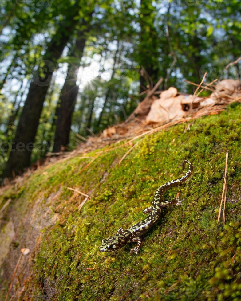 Grün Salamander, Aneide Aeneus foto