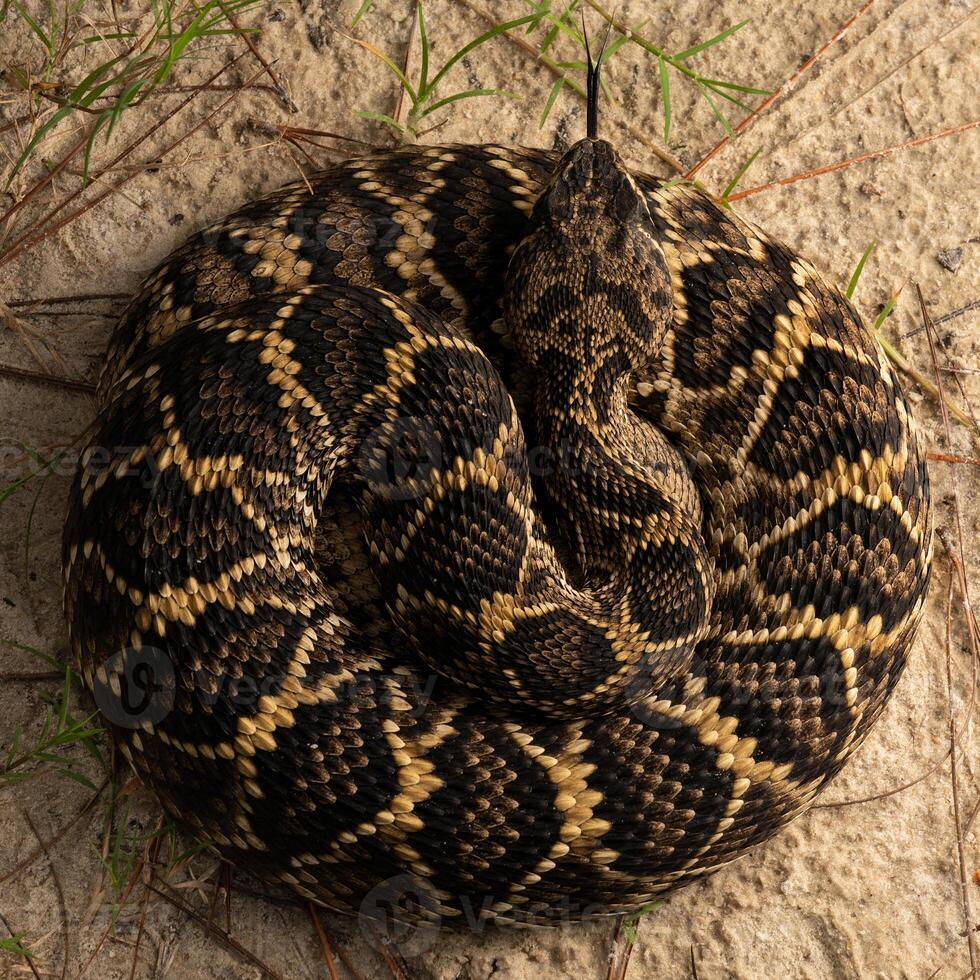 östlichen diamantback Klapperschlange, crotalus Adamant foto