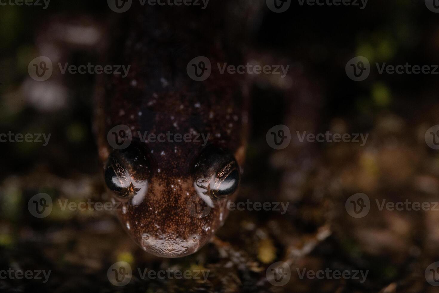 Apalachicola düster Salamander, desmognathus apalachicola foto