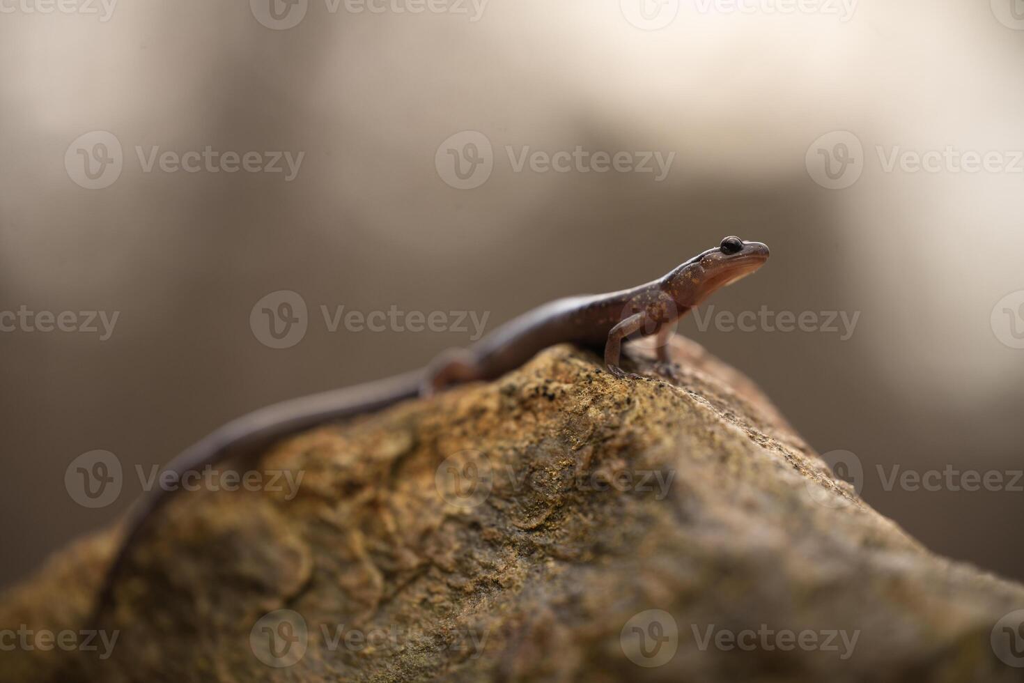 schwarzsburg Salamander, plethodon Jacksoni foto