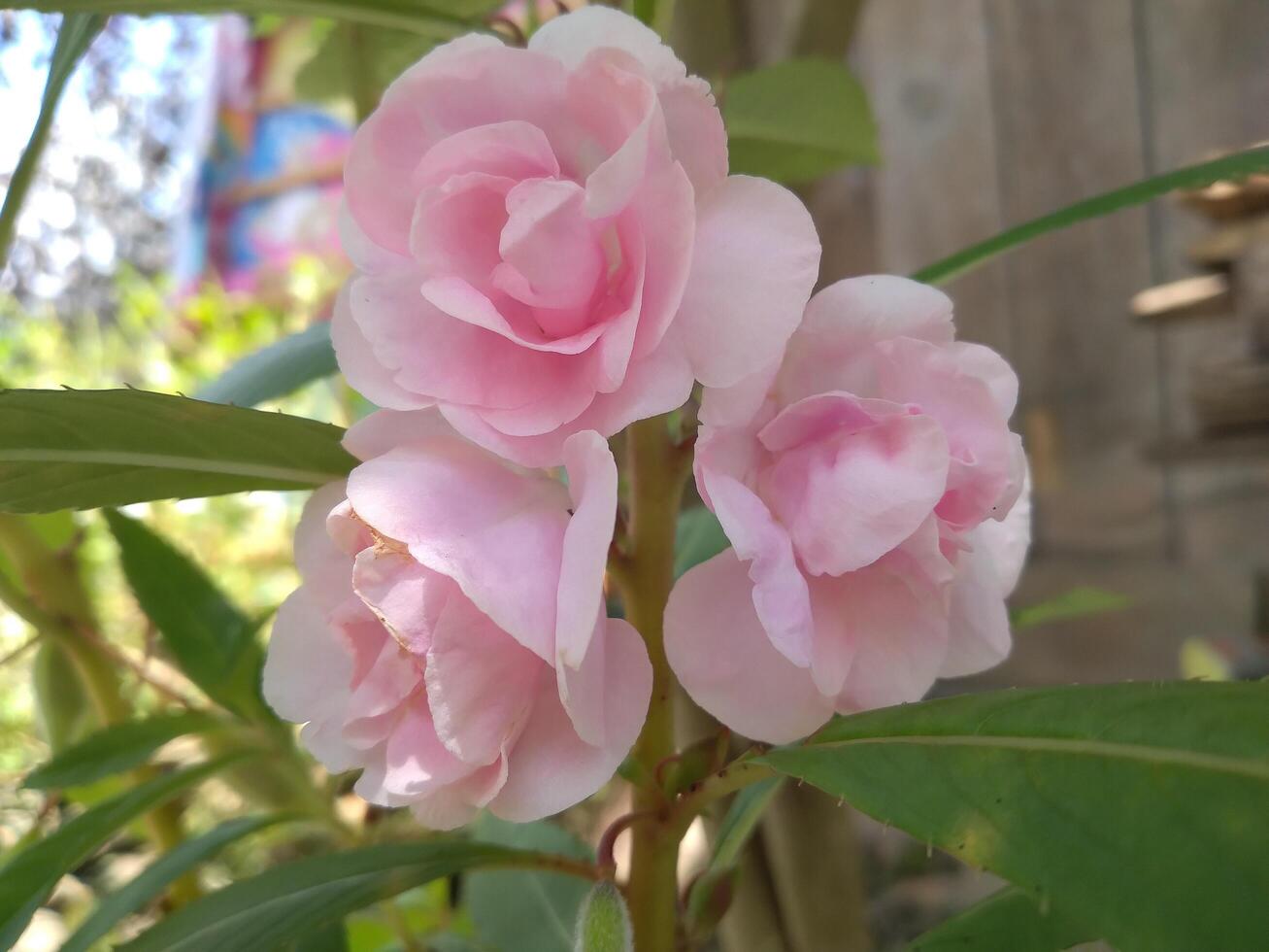 Impatiens Balsamina l ist ein Pflanze Ursprung von Asien. diese Pflanze ist ein jährlich oder zweijährlich Pflanze und hat Weiss, Rot, lila oder Rosa Blumen. das gestalten von das Blumen ähnelt klein Orchideen. foto