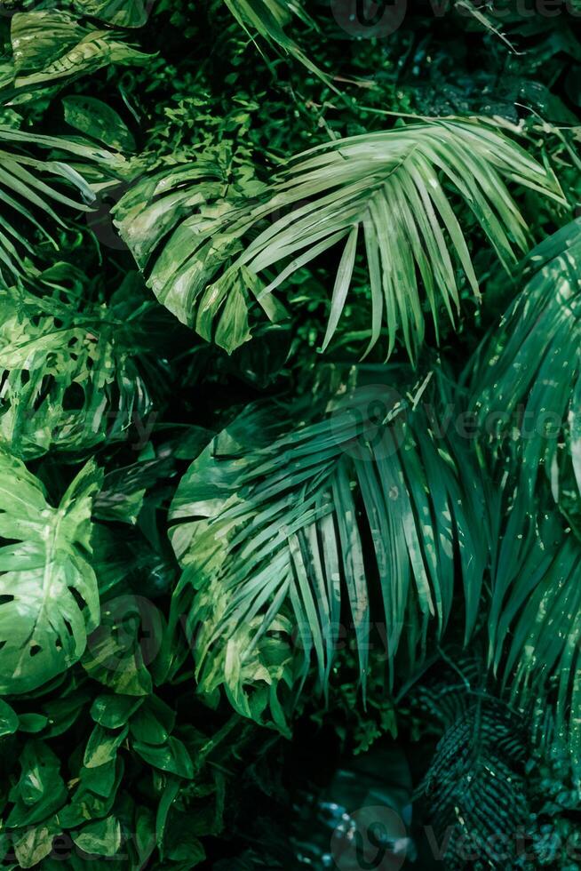tropisch Grün, der Natur Segeltuch enthüllt, botanisch Garten, Blumen- Hintergrund, und das Wesen von Pflanze Wachstum im Landschaft Design foto