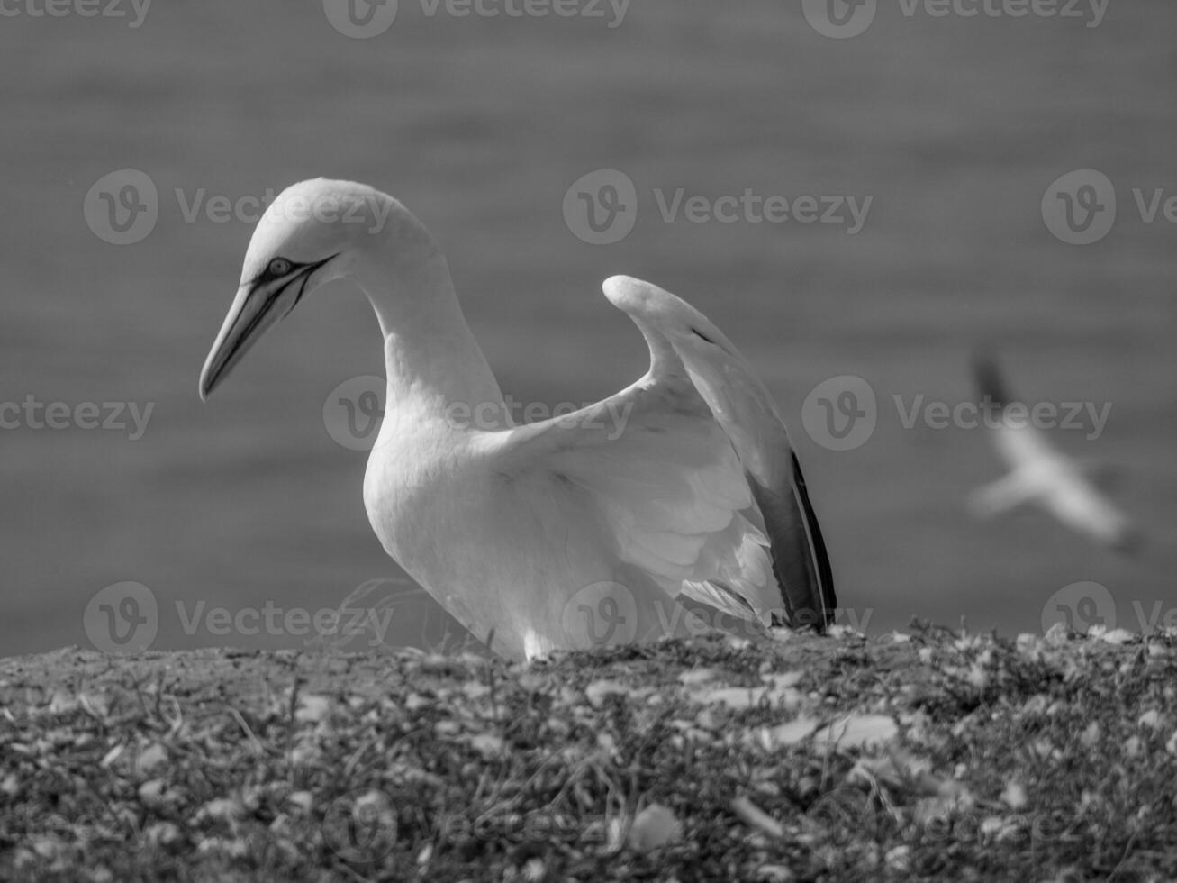 Vögel auf helgoland Insel foto