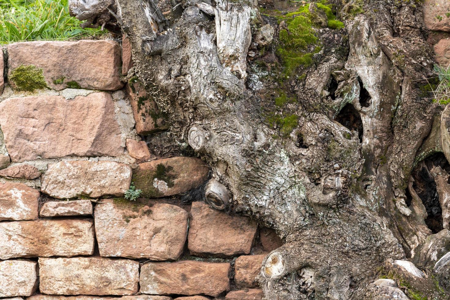 alte Baumwurzel wächst über einer Mauer aus gestapelten roten Sandsteinen foto