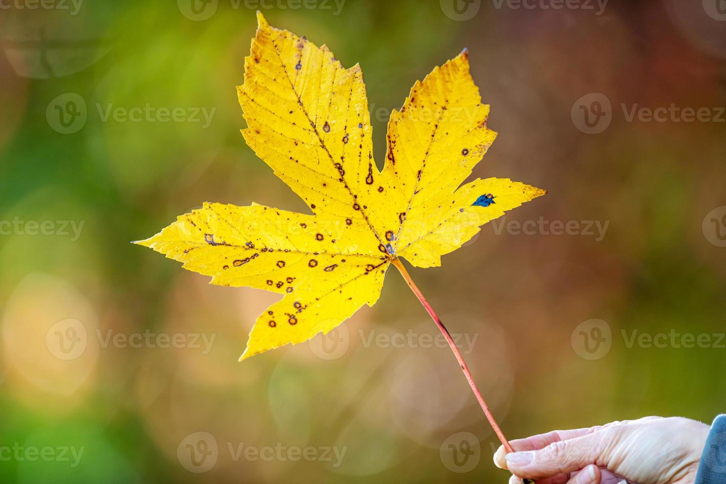 ein handgehaltenes gelbes Ahornblatt vor einem dunklen Hintergrund foto