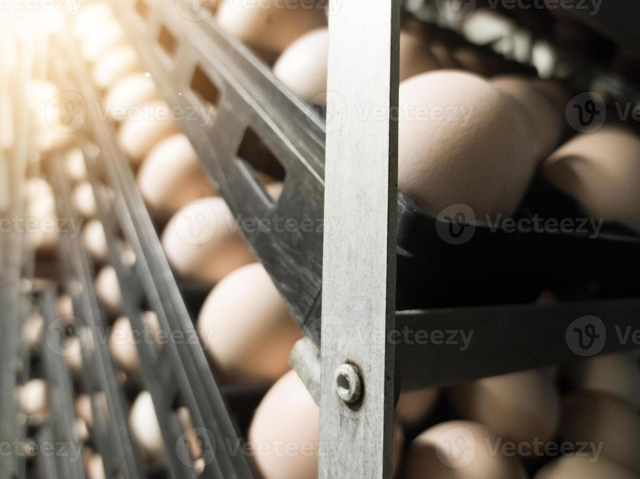 schließen oben das Eier auf das Wagen auf das Inkubation Prozess.Schlüpfen Eier Hintergrund. das Küken Eier auf das Inkubation Schlüpfen Maschine Verfahren. Brüterei Industrie. foto