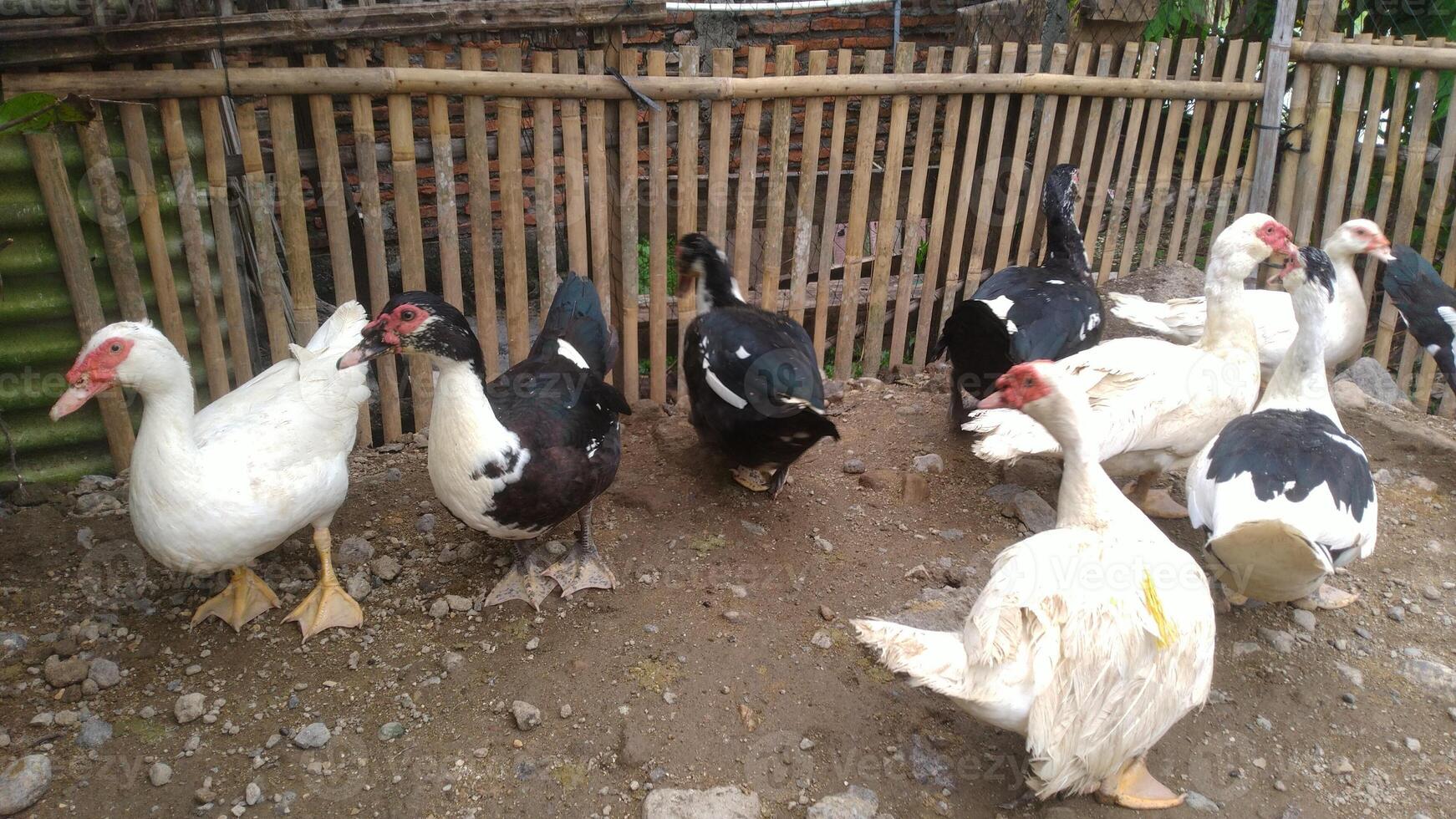 entok oder mentok Vieh, Muscovy Enten im das farmville foto