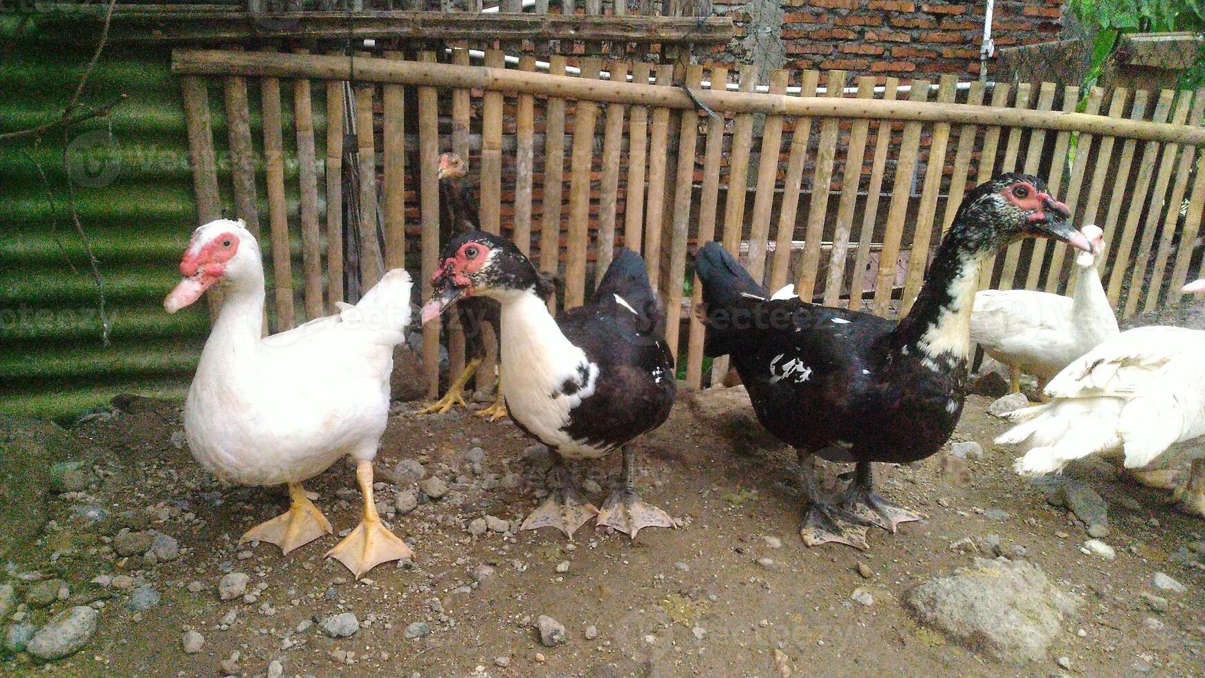 entok oder mentok Vieh, Muscovy Enten im das farmville foto