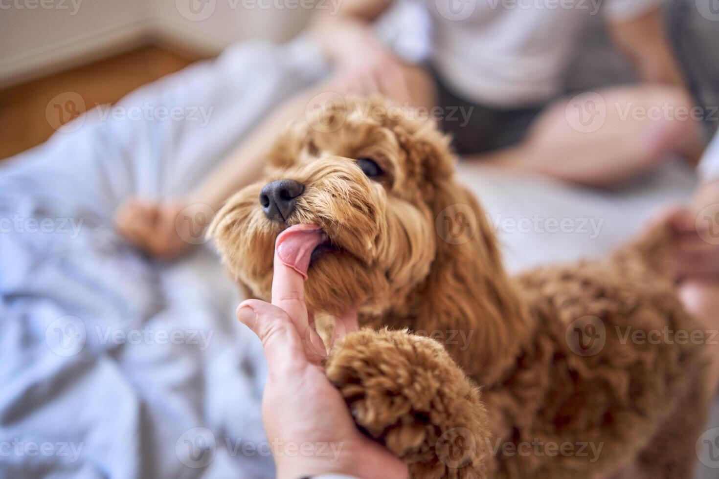 7 Monate alt Cockapoo Mädchen leckt ein Frau Finger, Nahansicht foto