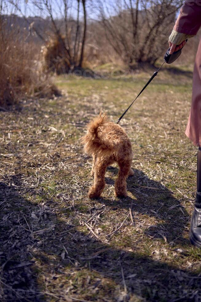 ein 7 Monate alt Cockapoo Mädchen auf ein Leine Spaziergänge auf ein sonnig Tag foto