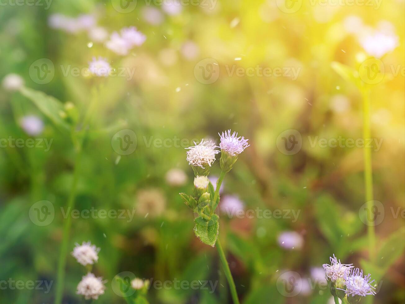 schließen oben Sanft violett Blume Gras. foto