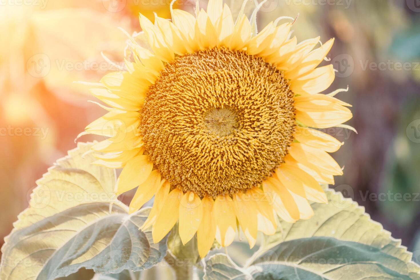 hell Sonnenblume Blume. Nahansicht von ein Sonnenblume im voll blühen, Erstellen ein natürlich abstrakt Hintergrund. Sommer- Zeit. Feld von Sonnenblumen im das warm Licht von das Rahmen Sonne. Helianthus jährlich. foto