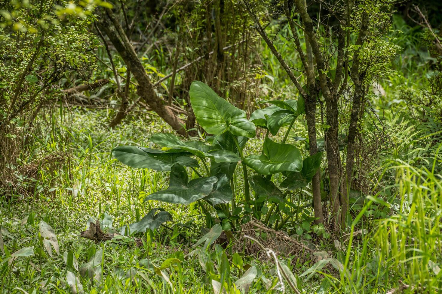 Riese breit Blatt Pfeilspitze Pflanze foto