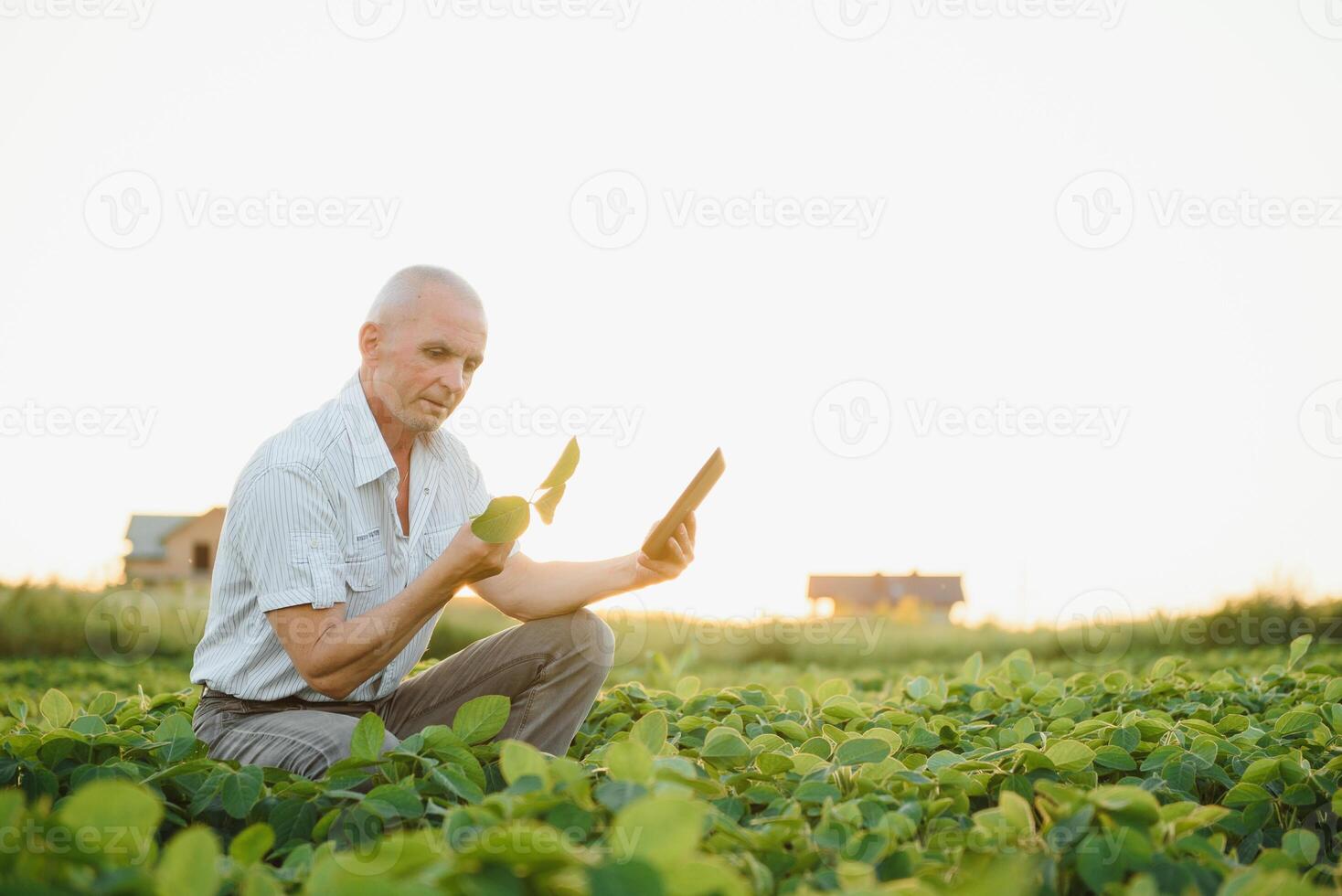 Farmer im abgelegt halten Tablette im seine Hände und Prüfung Sojabohne Corp. foto