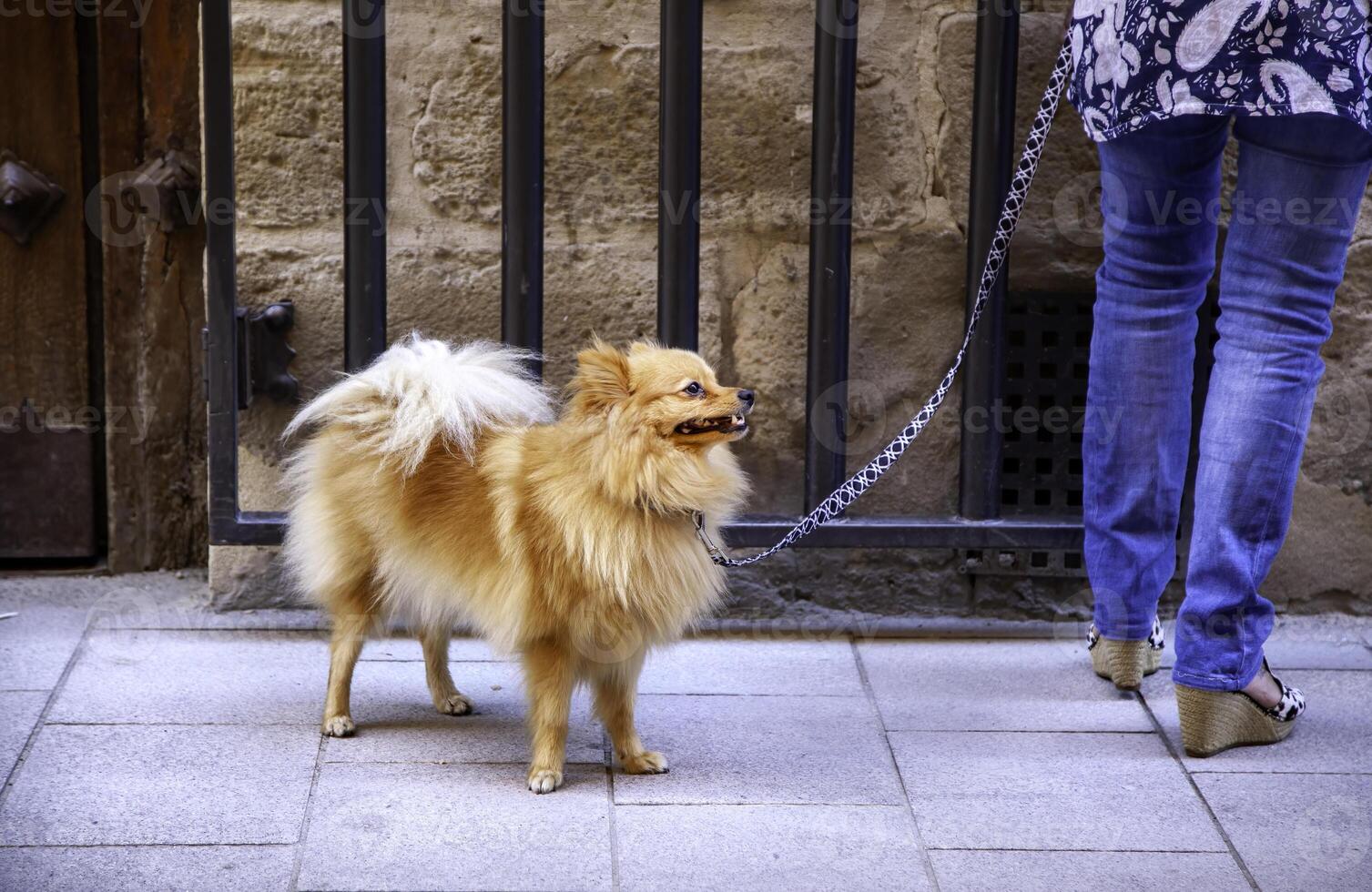 pommerschen Hund auf ein gehen foto