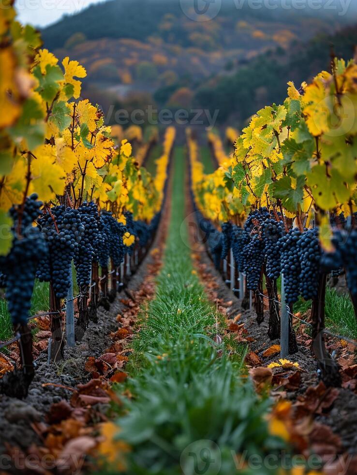 ai generiert gereift Weinberg Reihen beim Ernte foto