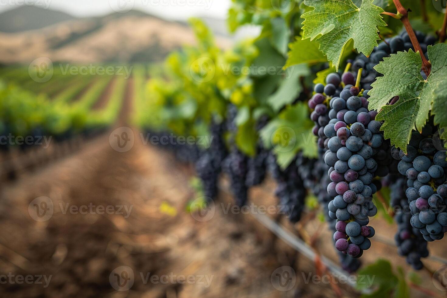 ai generiert gereift Weinberg Reihen beim Ernte foto