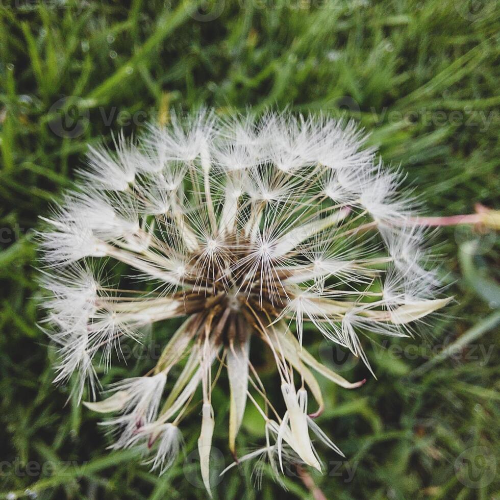 schön Löwenzahn Blumen mit fliegend Gefieder foto