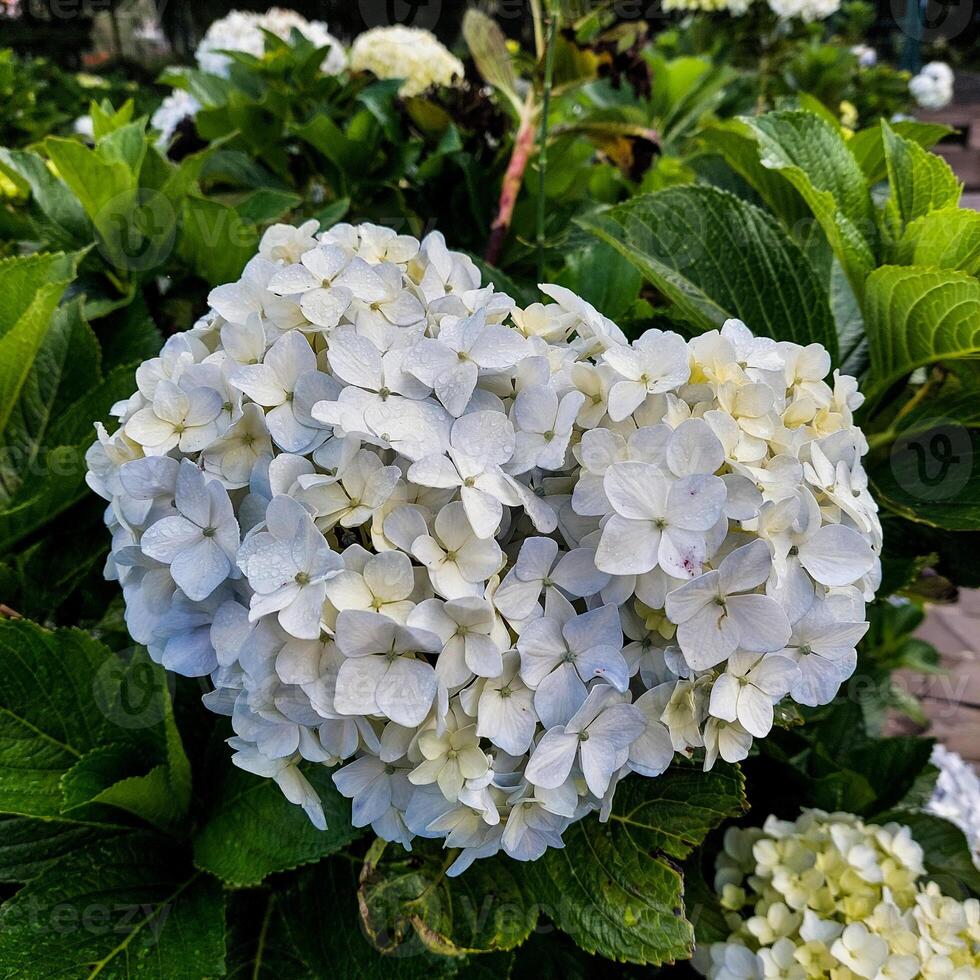 schließen oben von Blühen Hortensie Blume foto