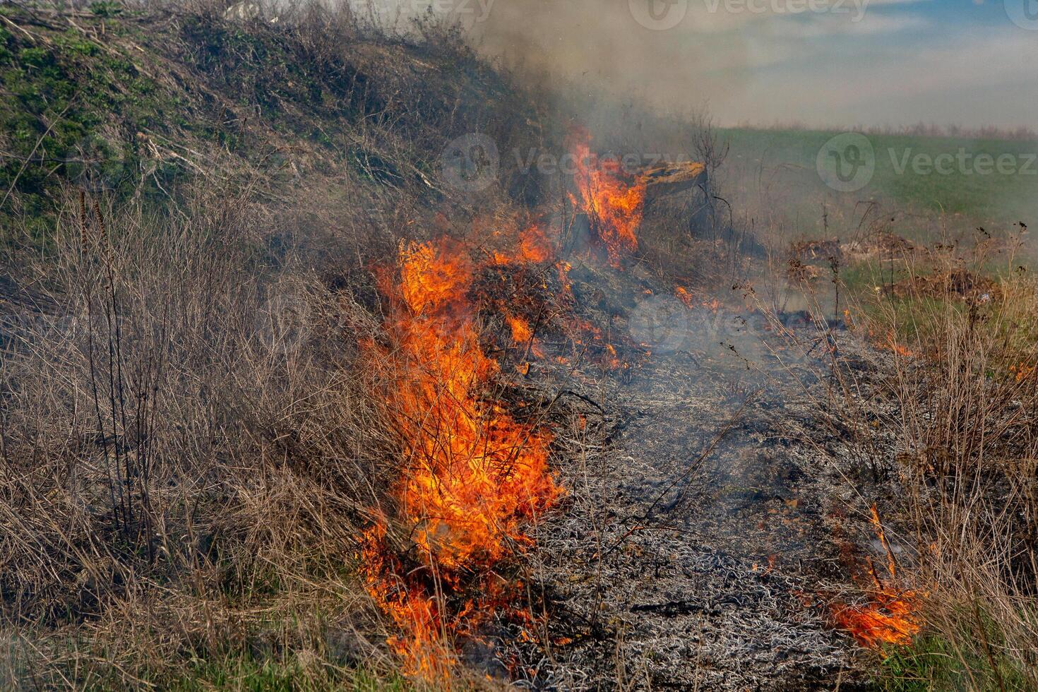 Verbrennung trocken Gras im das Feld nach das Feuer. natürlich Katastrophe. Wald Feuer. foto