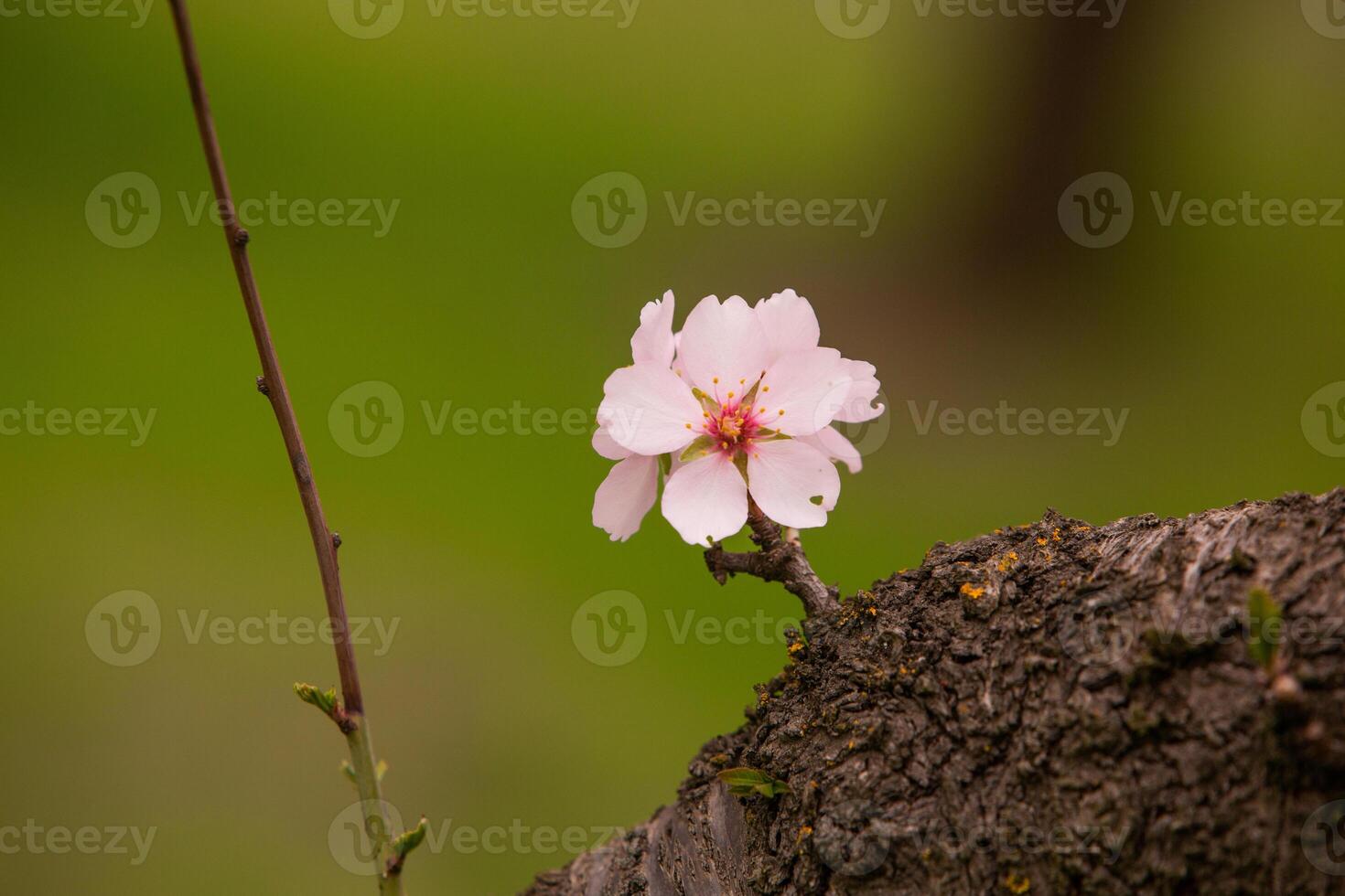 blühen Mandel Obstgarten. schön Bäume mit Rosa Blumen Blühen im Frühling im Europa. Mandel Blüte. foto