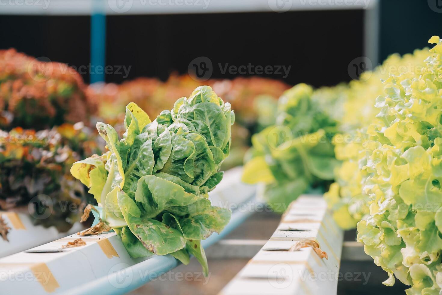 Frau Gärtner inspiziert Qualität von Grün Eiche Grüner Salat im Gewächshaus Gartenarbeit. weiblich asiatisch Gartenbau Farmer pflegen gesund Ernährung organisch Salat Gemüse im hydroponisch Landwirtschaft Bauernhof. foto