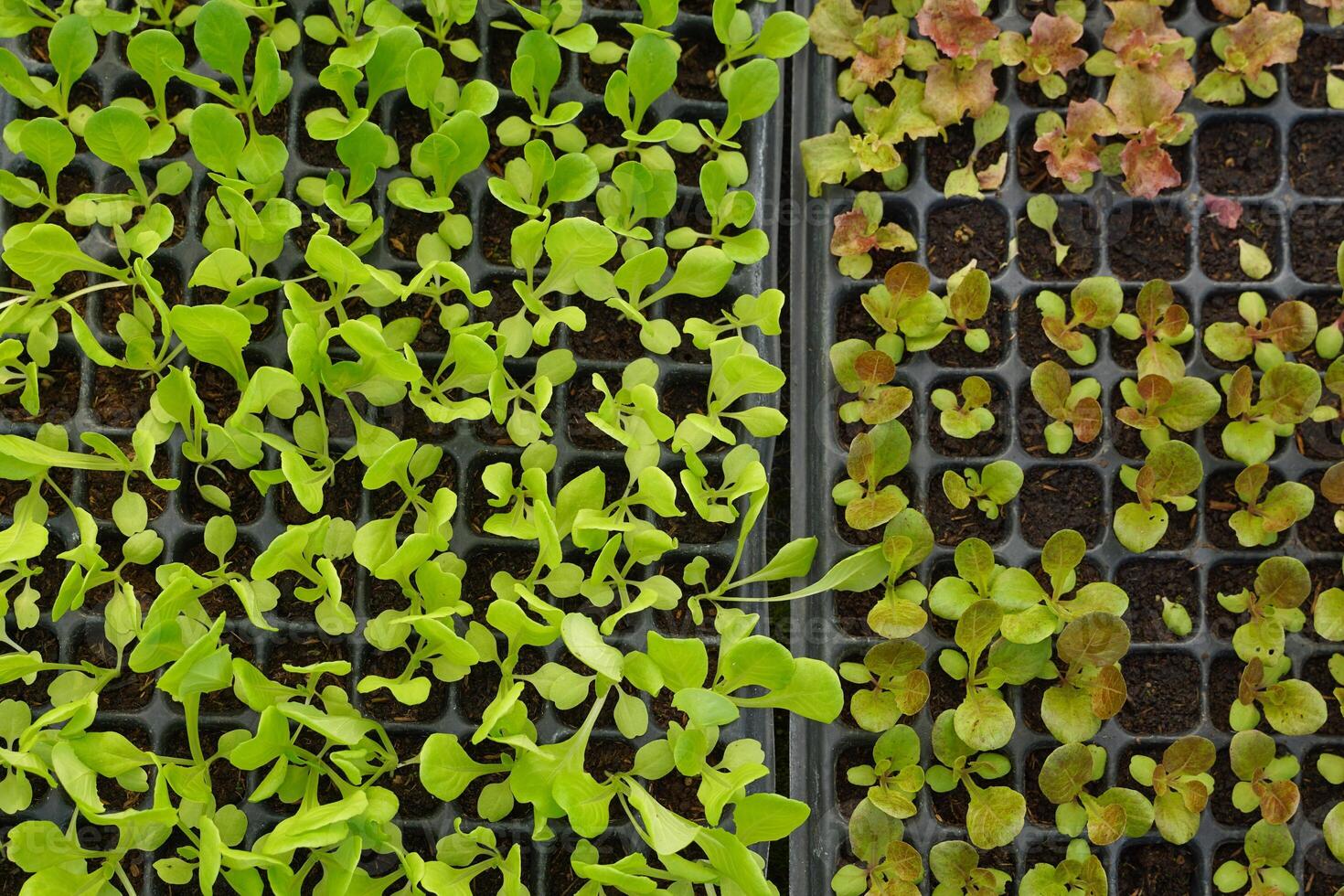 Hintergrund von cos Grüner Salat und rot Eiche Sämlinge im schwarz Tabletts sind gewachsen und stark genug zu Sein gepflanzt im das Boden oder im Töpfe. foto