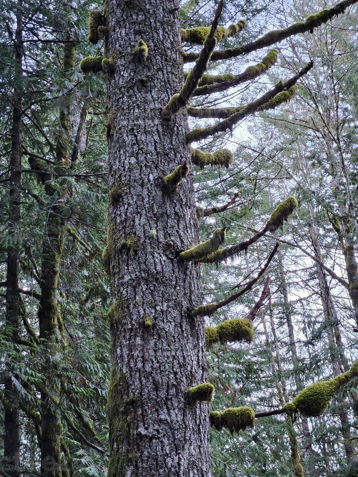 hoch Bäume bedeckt mit Moos im das immergrün Wälder von Washington Zustand foto