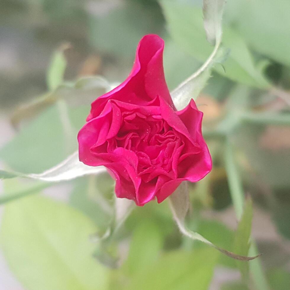 klein natürlich rot Rose Hintergrund. foto