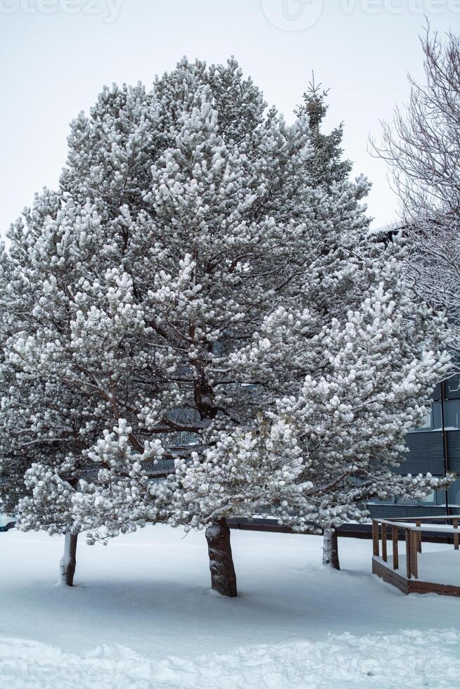 Tanne Baum mit Schnee bedeckt im Winter foto