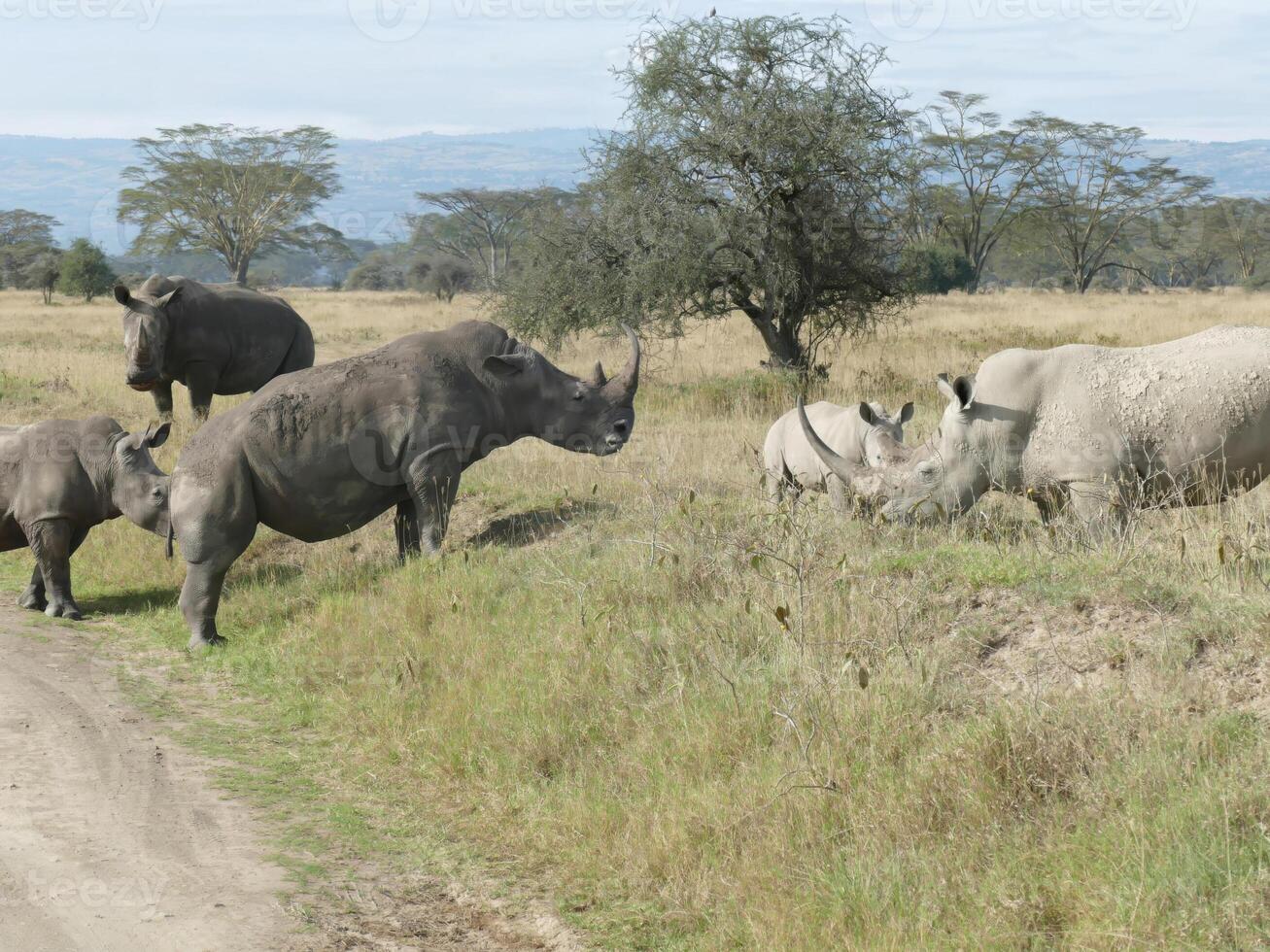 breit Mund Weiß Nashorn Massai mara foto