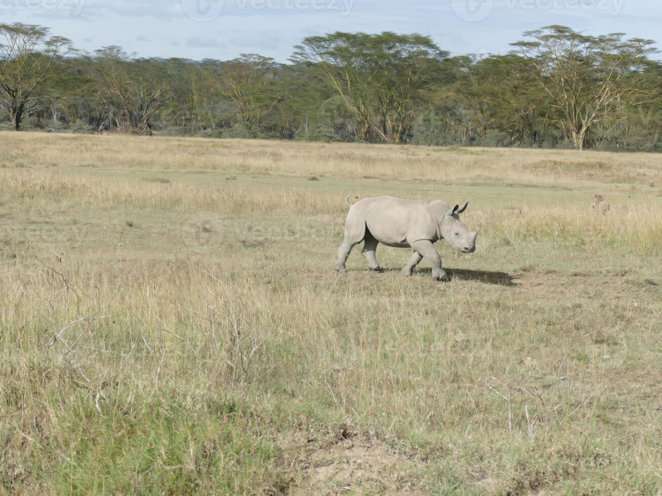 breit Mund Weiß Nashorn Massai mara foto