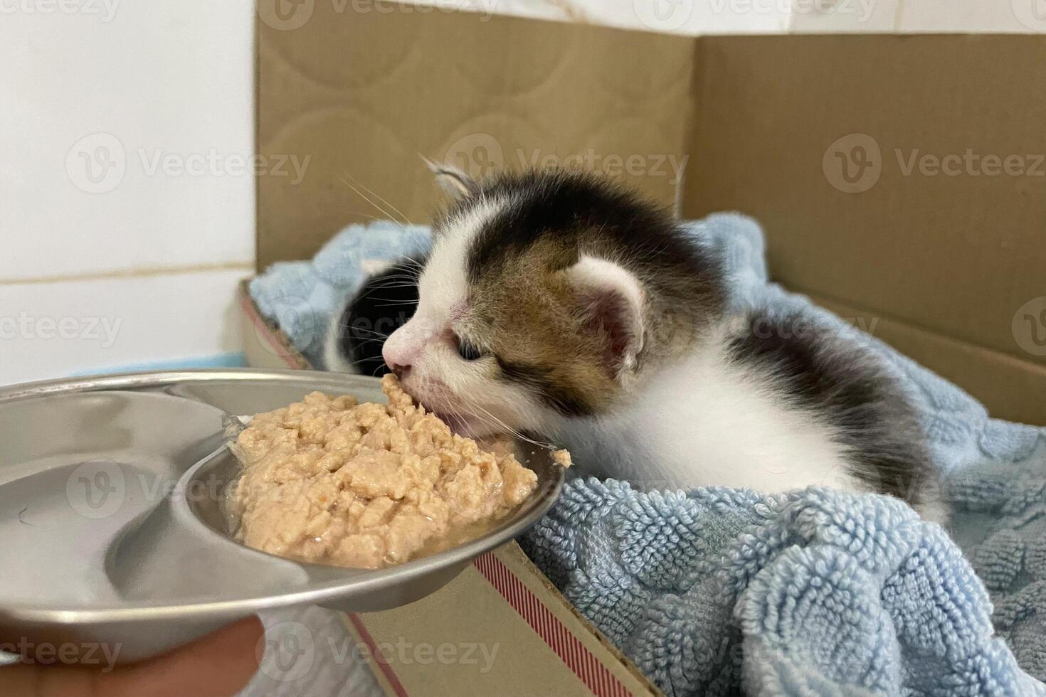 süß wenig Kätzchen im ein Karton Kasten. Haustiere Konzept. Katze Essen Essen foto