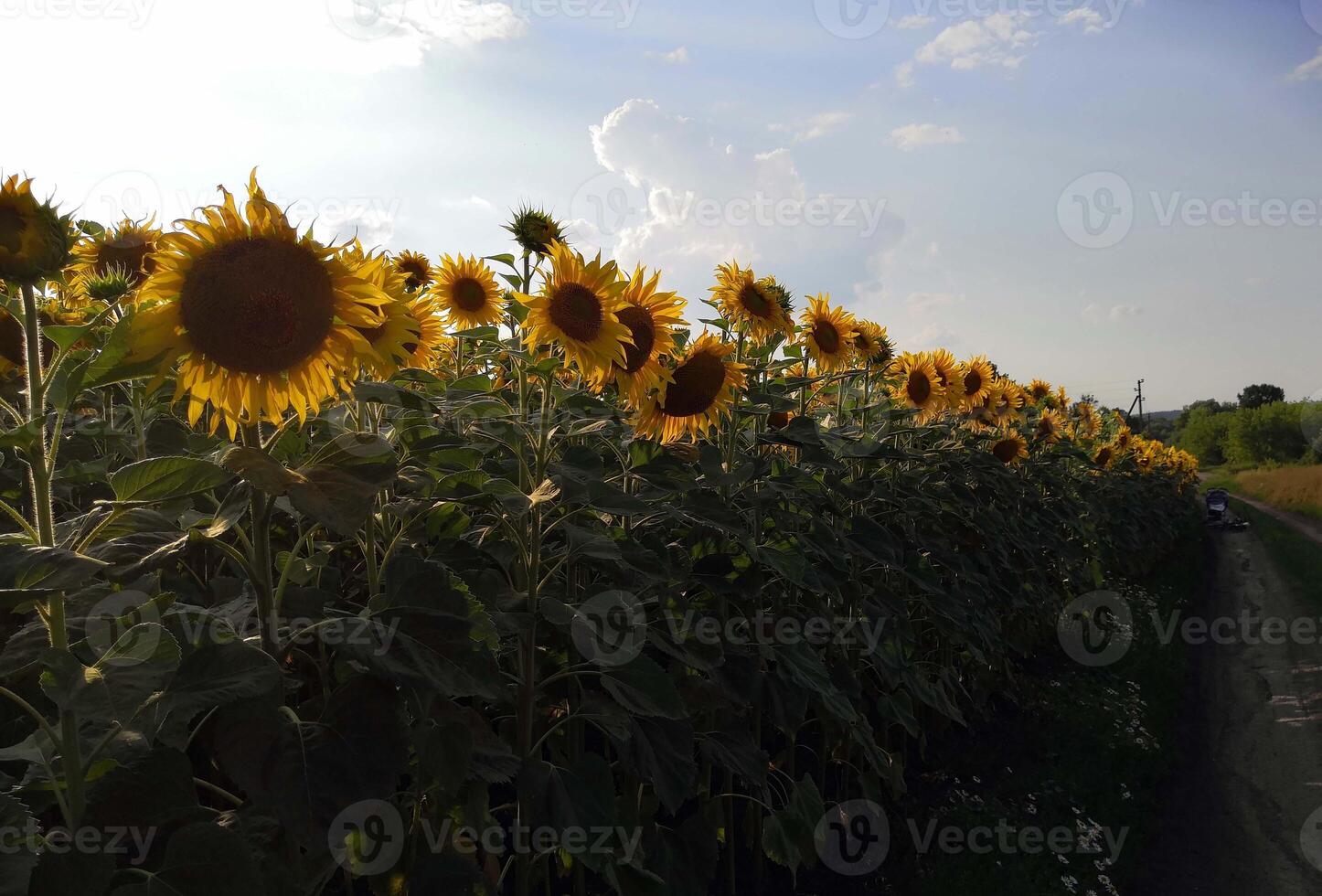ein groß Feld von Sonnenblumen auf ein sonnig Tag foto