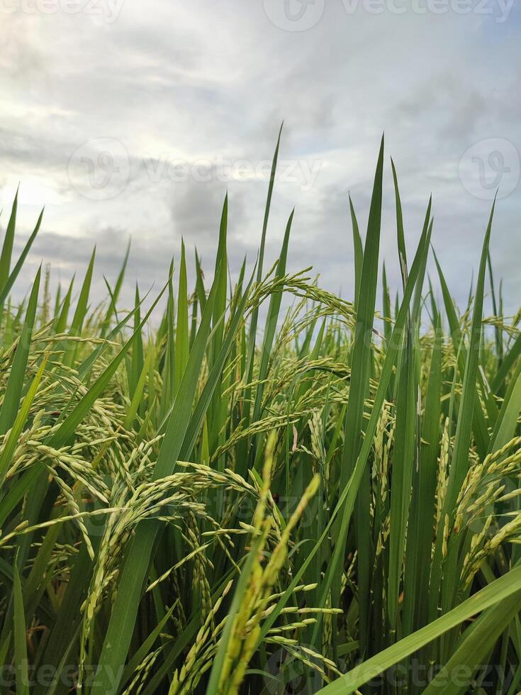 reif Reis im landwirtschaftlich Feld. natürlich Hintergrund von Reis auf landwirtschaftlich Land. selektiv Fokus foto