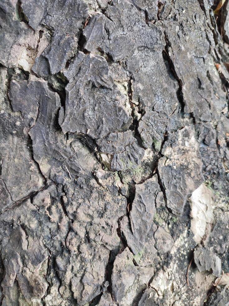 das Rinde Muster ist das nahtlos Textur von das Baum. zum Hintergrund Holz arbeiten, braun Hartholz Rinde foto