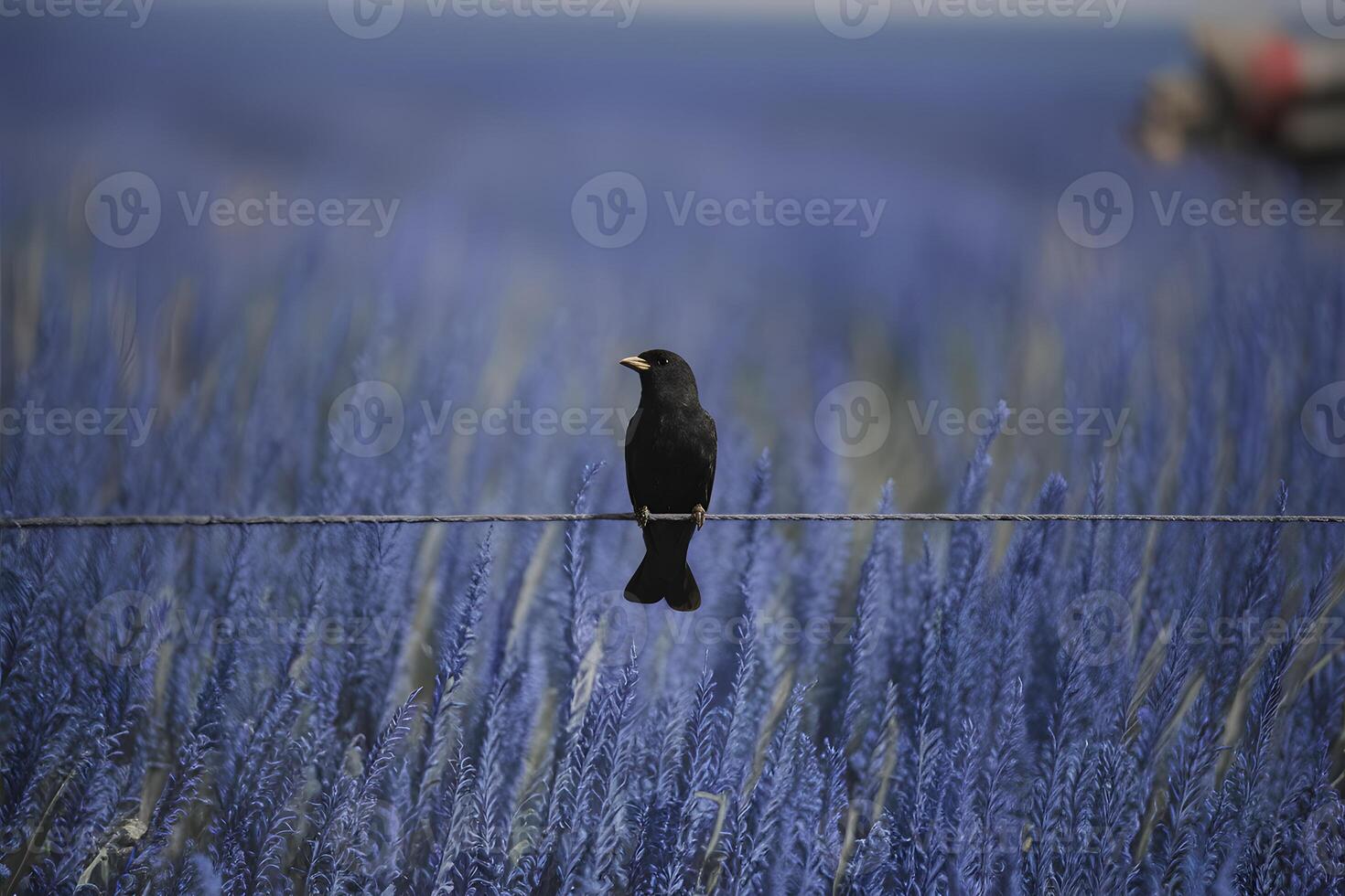 ai generiert schwarz Vogel Sitzstangen anmutig auf Draht inmitten endlos Blau foto